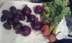 farmer's market 8-14