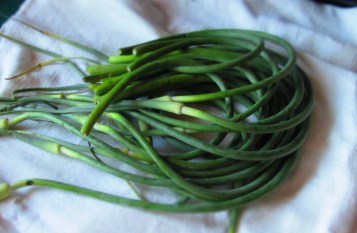 garlic scapes